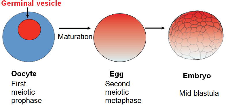 An external file that holds a picture, illustration, etc., usually as some form of binary object. The name of referred object is rmmj-6-3-e0023-g010.jpg